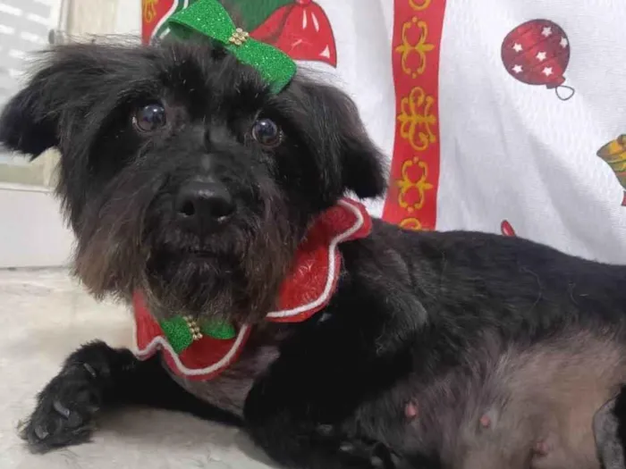 Cachorro raça SRD-ViraLata idade 6 ou mais anos nome Safira