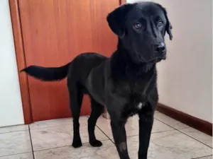 Cachorro raça SRD-ViraLata idade 1 ano nome BARTOLOMEU