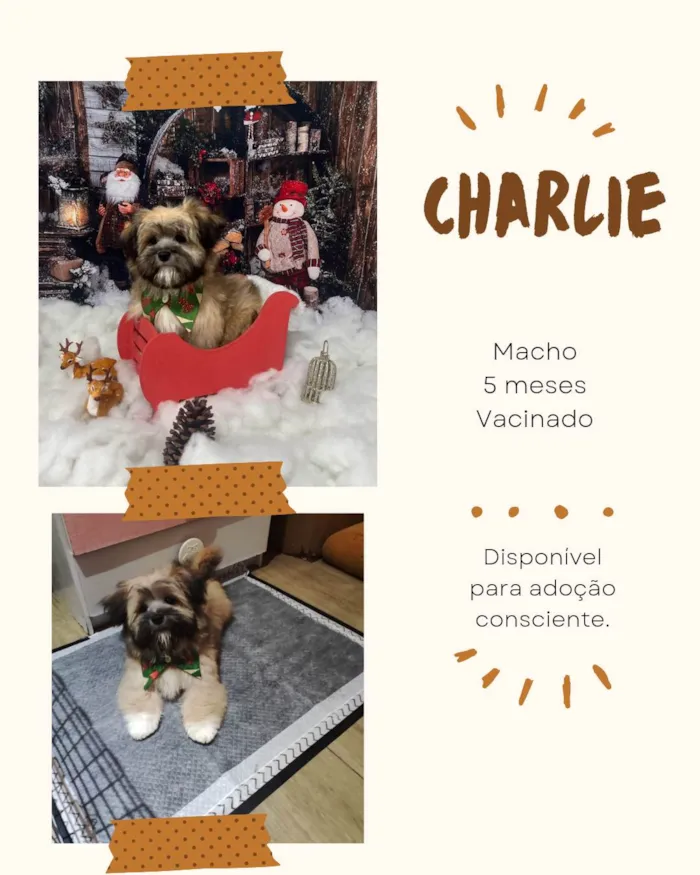 Cachorro ra a Lhasa Apso idade 2 a 6 meses nome Charlie