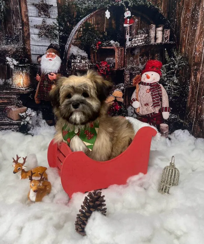 Cachorro ra a Lhasa Apso idade 2 a 6 meses nome Charlie