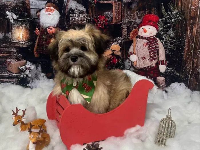 Cachorro ra a Lhasa Apso idade 2 a 6 meses nome Charlie