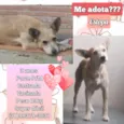 Estopa