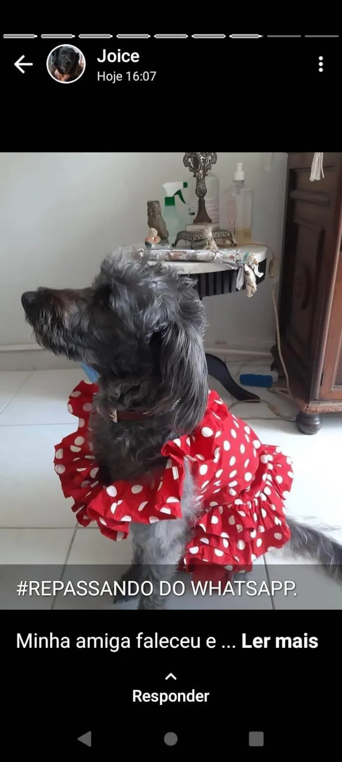 Cachorro ra a Mestiça  idade 3 anos nome Sol