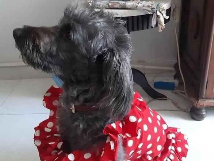 Cachorro ra a Mestiça  idade 3 anos nome Sol