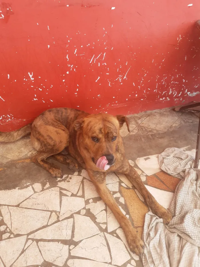 Cachorro ra a Indefinida idade 2 a 6 meses nome Spike