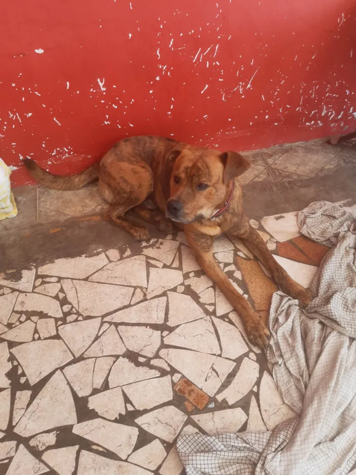 Cachorro ra a Indefinida idade 2 a 6 meses nome Spike