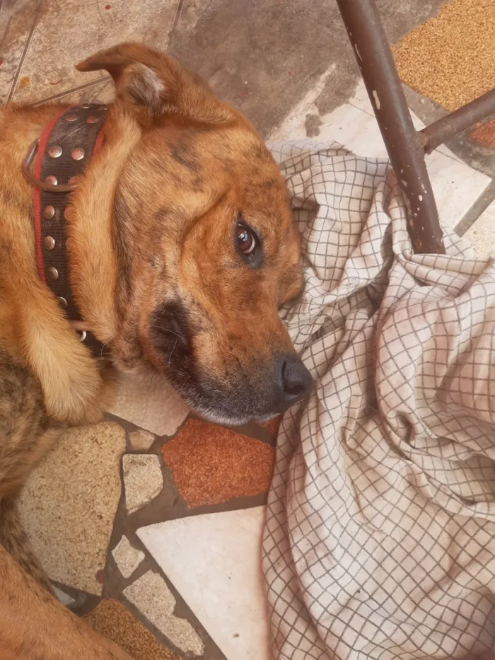 Cachorro ra a Indefinida idade 2 a 6 meses nome Spike