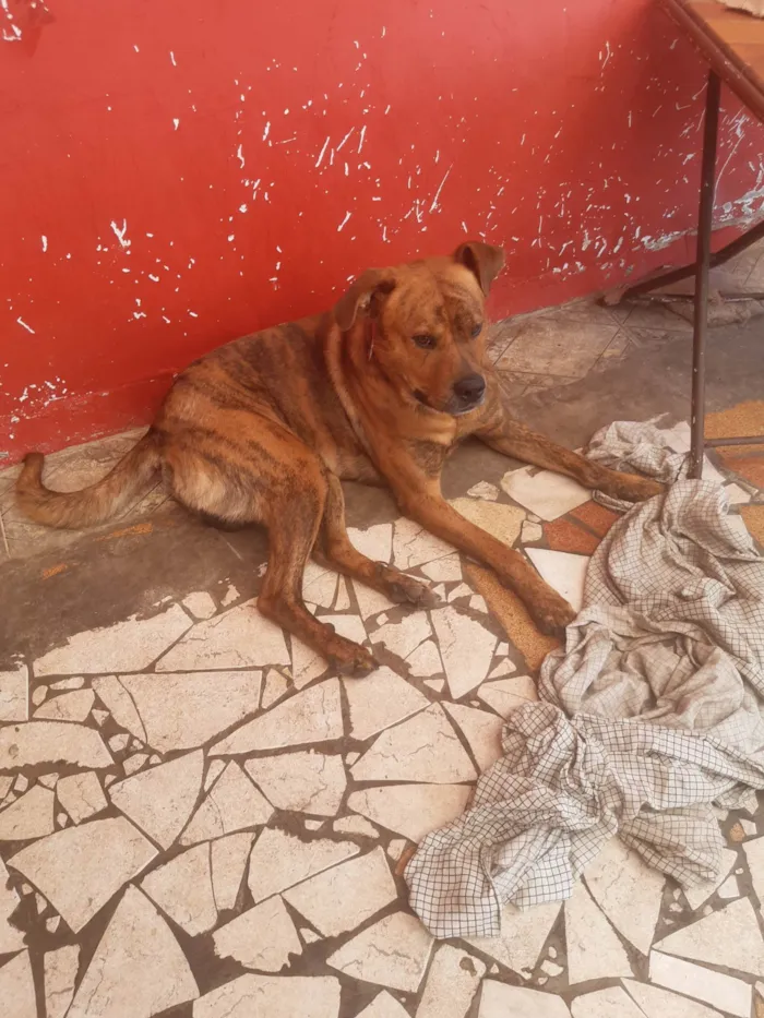 Cachorro ra a Indefinida idade 2 a 6 meses nome Spike