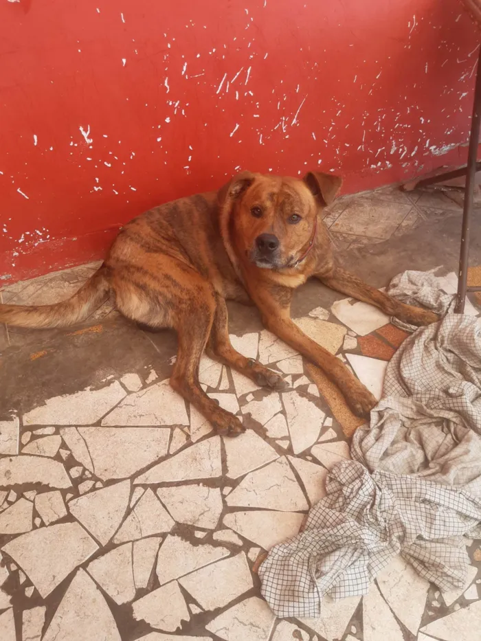 Cachorro ra a Indefinida idade 2 a 6 meses nome Spike