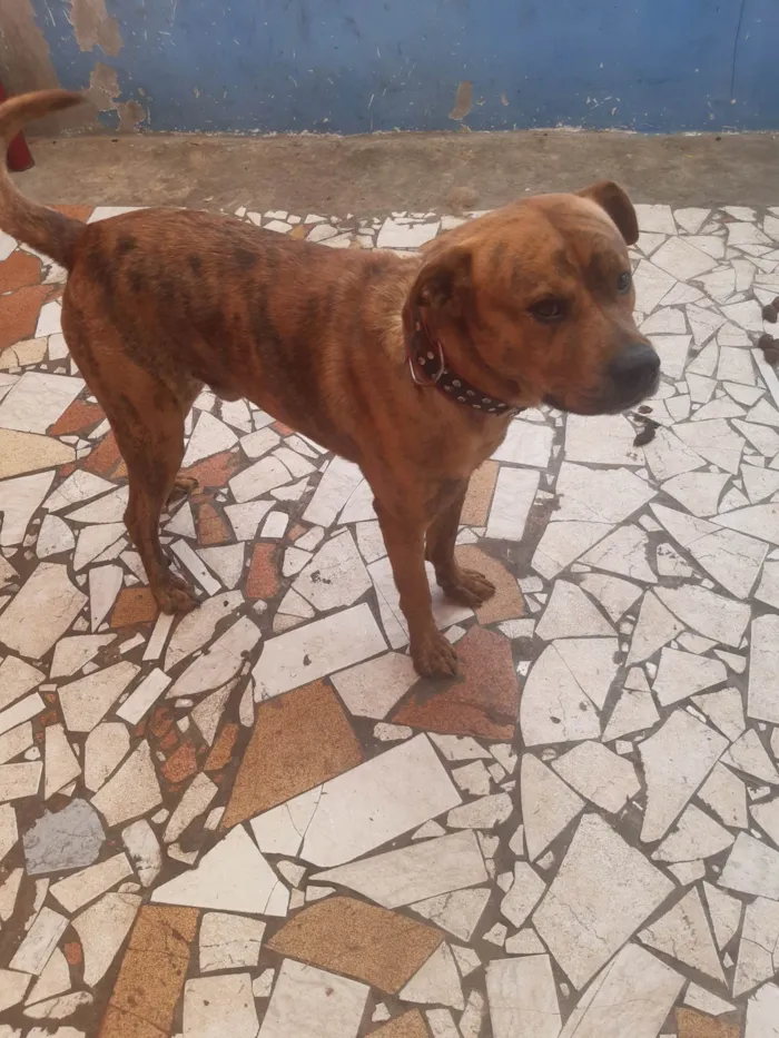 Cachorro ra a Indefinida idade 2 a 6 meses nome Spike