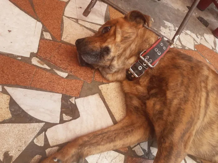 Cachorro ra a Indefinida idade 2 a 6 meses nome Spike