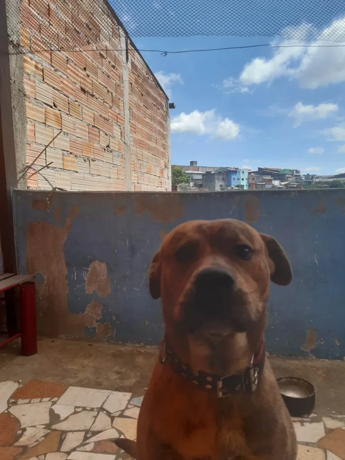 Cachorro ra a Indefinida idade 2 a 6 meses nome Spike