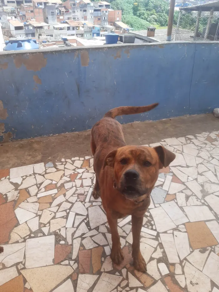 Cachorro ra a Indefinida idade 2 a 6 meses nome Spike