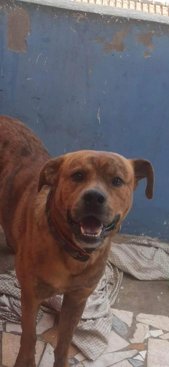 Cachorro ra a Indefinida idade 2 a 6 meses nome Spike