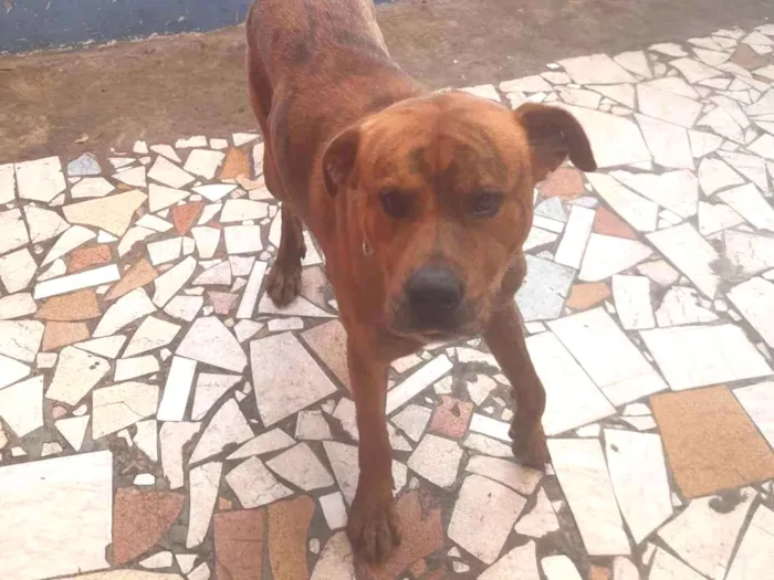 Cachorro ra a Indefinida idade 2 a 6 meses nome Spike