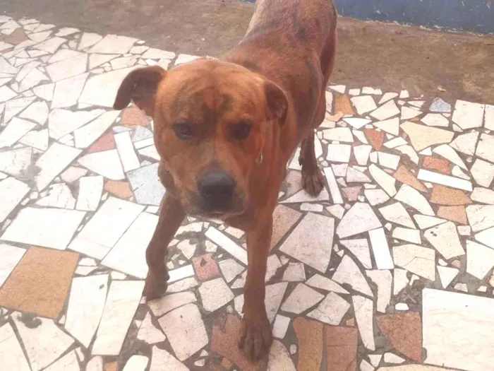 Cachorro ra a Indefinida idade 2 a 6 meses nome Spike