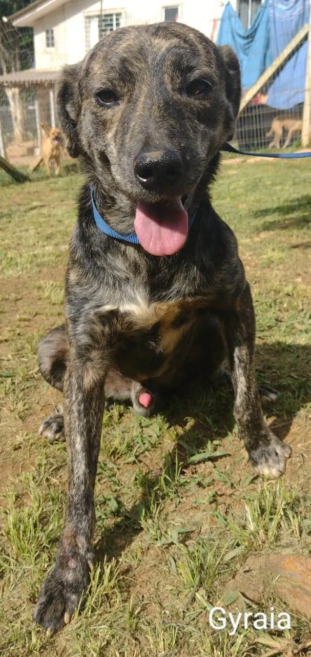 Cachorro ra a SRD-ViraLata idade 3 anos nome Jiraya