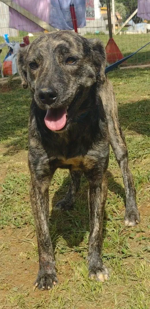 Cachorro ra a SRD-ViraLata idade 3 anos nome Jiraya