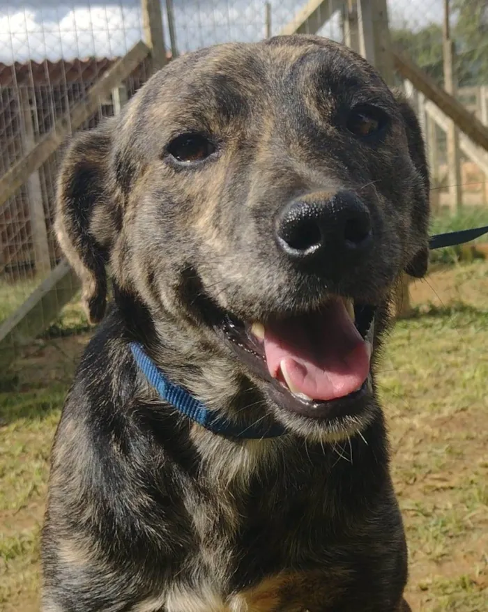 Cachorro ra a SRD-ViraLata idade 3 anos nome Jiraya