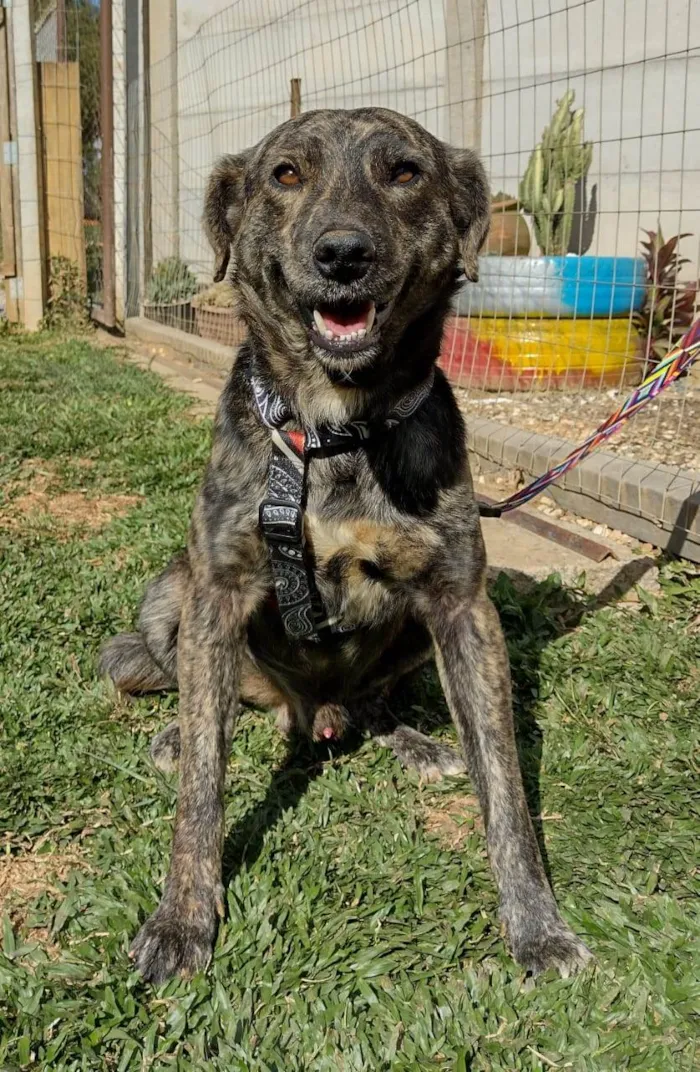 Cachorro ra a SRD-ViraLata idade 3 anos nome Jiraya