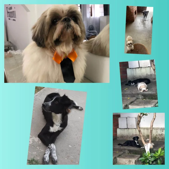Cachorro raça Border Collie e Shih-tzu idade 1 ano nome Adônis e Pipoca