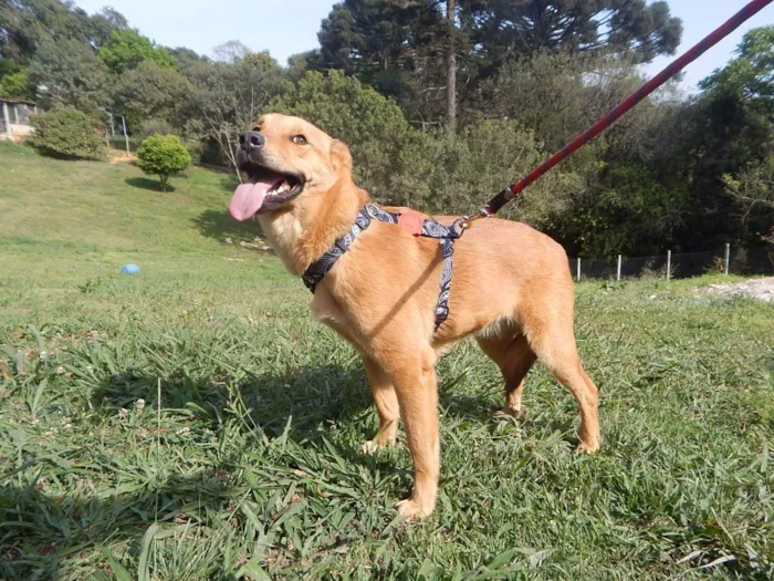 Cachorro ra a SRD-ViraLata idade 4 anos nome Sara