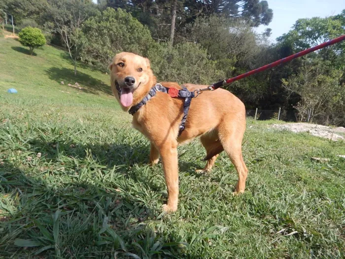 Cachorro ra a SRD-ViraLata idade 4 anos nome Sara