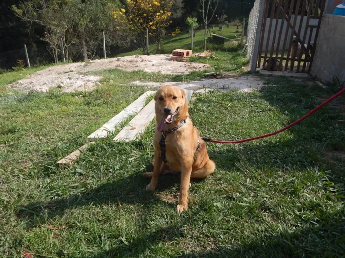 Cachorro ra a SRD-ViraLata idade 4 anos nome Sara