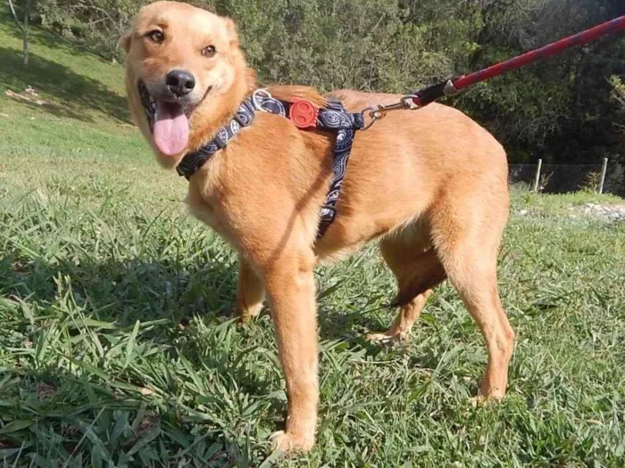 Cachorro ra a SRD-ViraLata idade 4 anos nome Sara