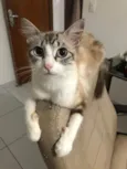 Monikinha