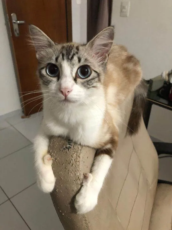 Gato raça SRD-ViraLata idade 1 ano nome Monikinha