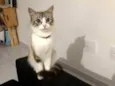 Monikinha