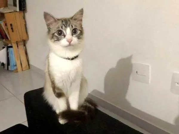 Gato raça SRD-ViraLata idade 1 ano nome Monikinha