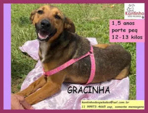 Cachorro raça SRD idade 1 ano nome Gracinha