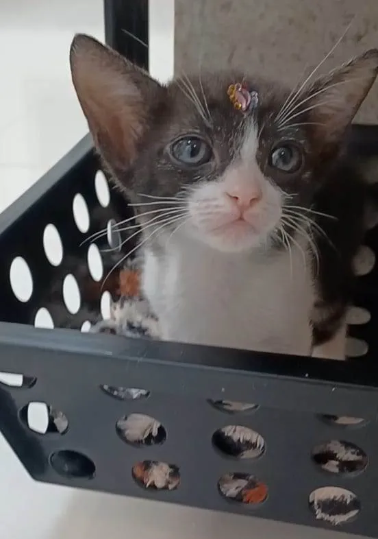 Gato ra a srd frajolinha  idade 2 a 6 meses nome JOANA