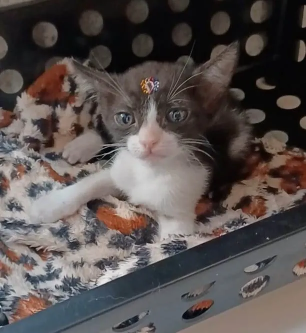 Gato ra a srd frajolinha  idade 2 a 6 meses nome JOANA