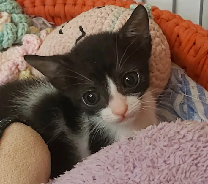 Gato ra a srd frajolinha  idade 2 a 6 meses nome JOANA