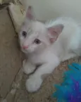 MERLIN