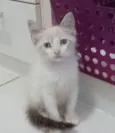 MERLIN