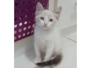 Gato raça srd idade 2 a 6 meses nome MERLIN