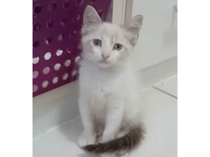 Gato ra a srd idade 2 a 6 meses nome MERLIN