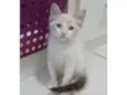 MERLIN