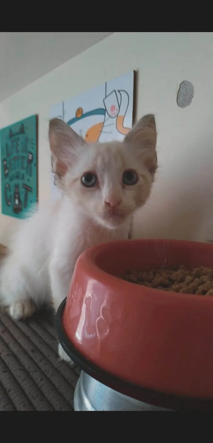 Gato ra a srd idade 2 a 6 meses nome MERLIN