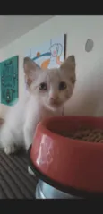 MERLIN