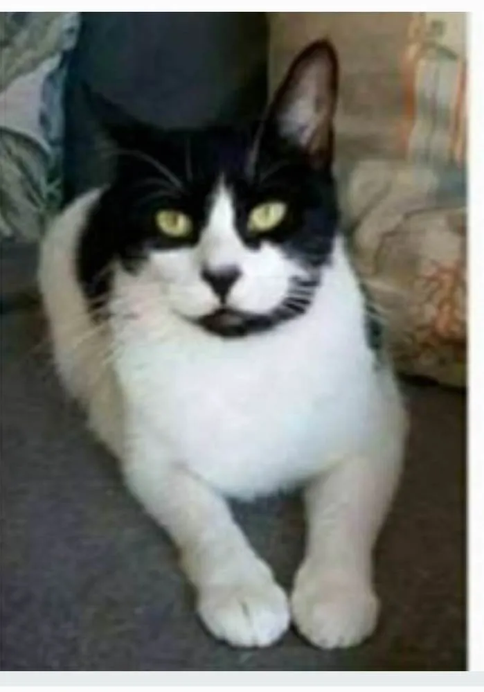 Gato ra a srd frajolinha  idade 2 anos nome FILÓ