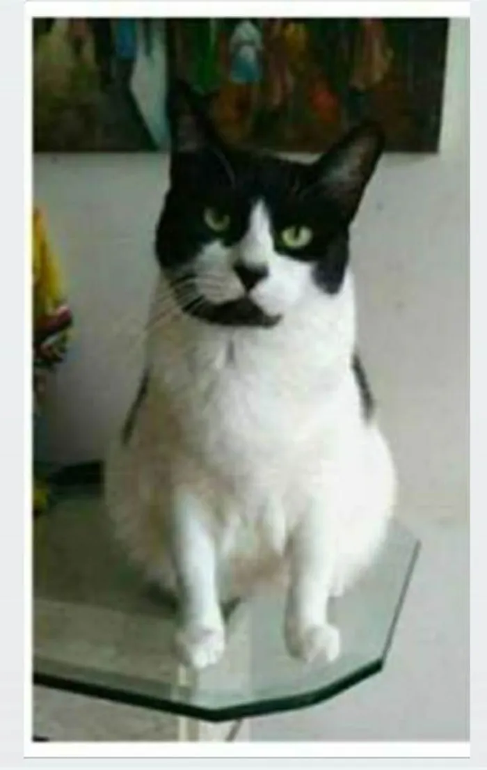 Gato ra a srd frajolinha  idade 2 anos nome FILÓ