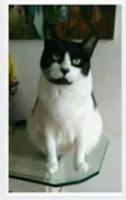 FILÓ