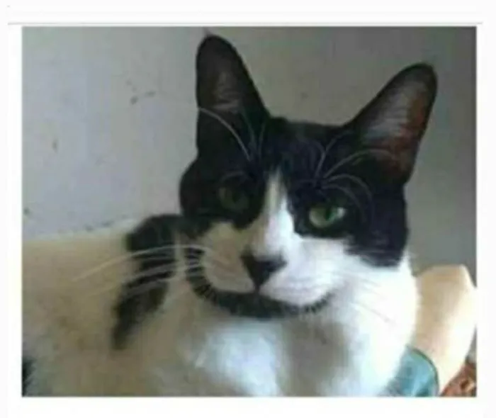 Gato ra a srd frajolinha  idade 2 anos nome FILÓ