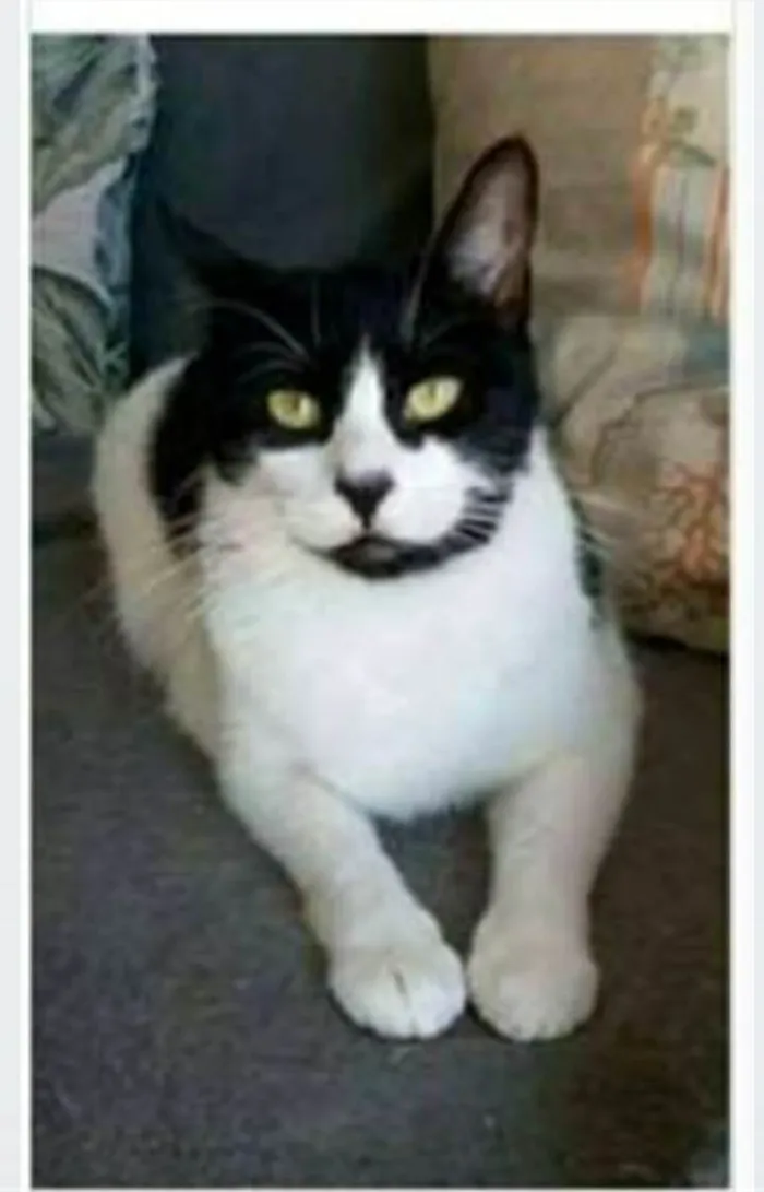 Gato ra a srd frajolinha  idade 2 anos nome FILÓ