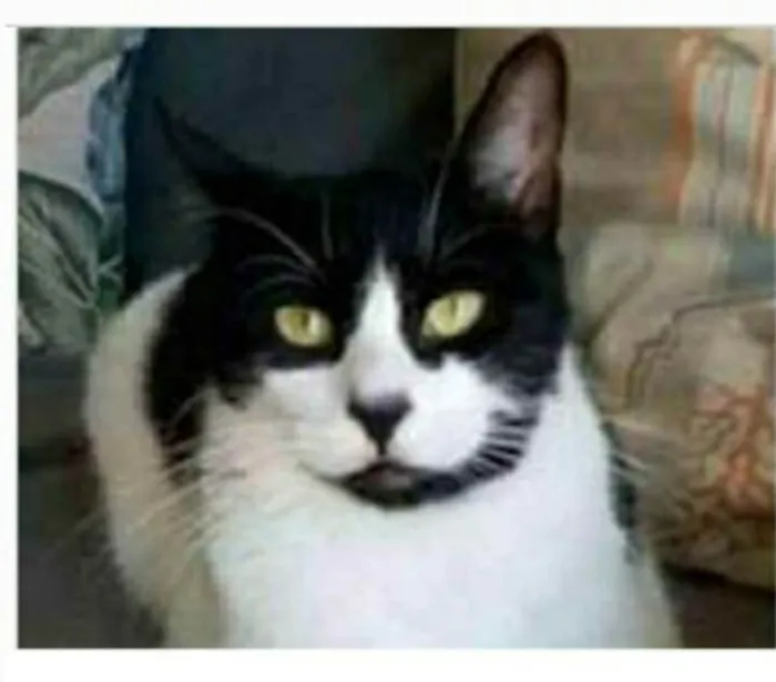 Gato ra a srd frajolinha  idade 2 anos nome FILÓ